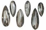 Lot: to Polished Orthoceras Fossils - Pieces #136399-1